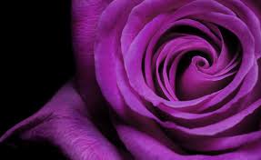 8 types of beautiful purple roses a z
