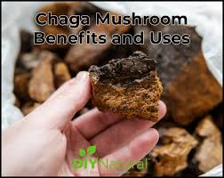 chaga mushroom benefits and how to