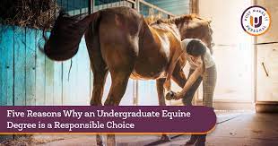 reasons why undergrad equine degree is
