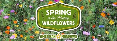 Planting Wildflowers American Meadows