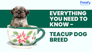 teacup dog breed everything you need