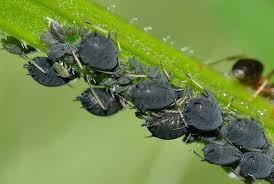 small black bugs on plants with