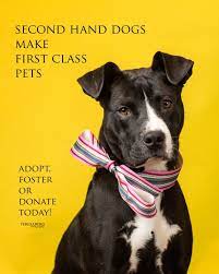 Stray rescue of st louis rescues stray animals in need of medical attention, restores them to health, and places them in loving adoptive homes. Focus On Rescue Class Pet Pet Adoption Rescue Dogs