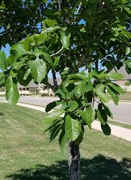 monterrey mexican white oak quercus