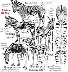 Alfred Thumser On Animals Large Animals Zebras