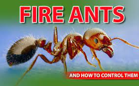 how to get rid of fire ants organic