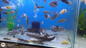 Pet service in port louis, mauritius. Top 100 Fish Aquarium Dealers In Mumbai Best Fish Aquarium Shops Justdial