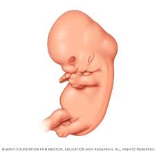 Fetal Development The 1st Trimester Mayo Clinic