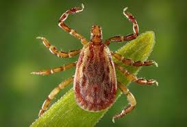 With 25 Species Of Ticks Lurking In Pennsylvania Which Ones
