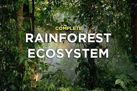 rainforest ecosystem definition