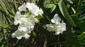By the time the bulbs are done blooming, the hostas are big enough to hide the bulb leaves. Sias Sia Perennial Bulbs White Flowers Perennial Flower Bulb Floral Spring Blossom Pikist
