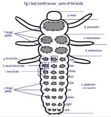 Ladybug Larvae Easy Guide And Identifying Them With Images