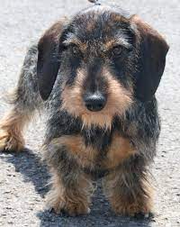 See more ideas about dachshund, wire haired dachshund, dachshund love. Wire Haired Dachshund Puppies Happy Valley Kennel