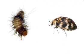 types of carpet beetles to look out for