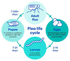 fleas animates pet supplies