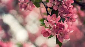 Blossom Flower Wallpapers Hd Images Cherry Blossom Wallpaper Flower Wallpaper Spring Flowers Images