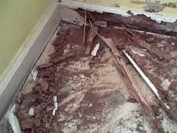 Wide Spread Termite Damage In Charlotte