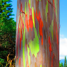Check spelling or type a new query. The Rainbow Eucalyptus Most Beautiful Tree In The World Planet Saviours