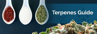 terpenes in medicine