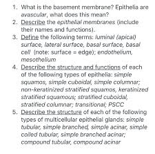 Solved 1 What Is The Basement Membrane