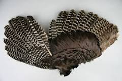 how-many-feathers-are-on-a-turkey-wing