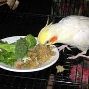 Cockatiels Healthy And Nutritious Safe Foods Safe Fruits