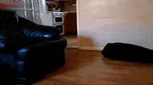 dog slips on hardwood floor chelsea
