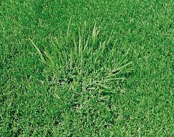 Tall fescue an award winning grass. Bad Fescue Vs Good Fescue Tips And Tricks For A Greener Thumb