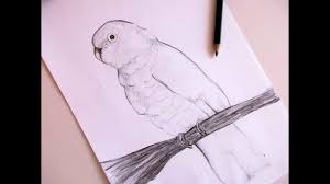 1) draw a rectangle that will define the conditional proportions and boundaries of the chosen drawing. Draw With Me Dwm Goffin Cockatoo Youtube