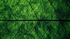 green leaf wallpaper hd 70 images