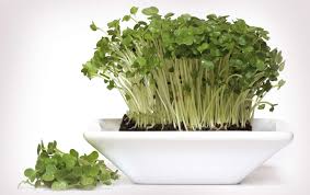 garden cress small seed with big