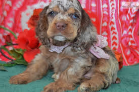 They are very loyal to family, and love to play. Airbell Cocker Spaniel Puppy For Sale Near Colorado Springs Colorado A28cfcac 0031