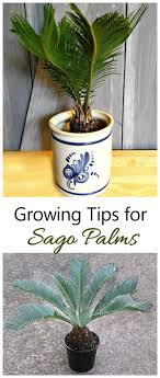 See full list on thespruce.com Growing Sago Palms How To Grow A Sago Palm Tree