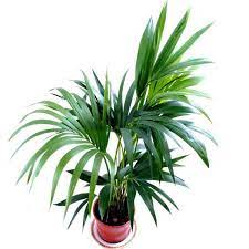 Best Large Indoor Plants For Low Light