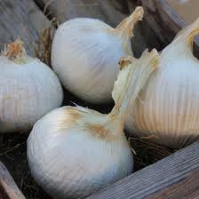 Split a garlic bulb up into cloves and plant them 5 cm deep and 15 cm apart in march. Solo Elephant Monobulb X 4 Monobulbs The Garlic Farm Uk Isle Of Wight
