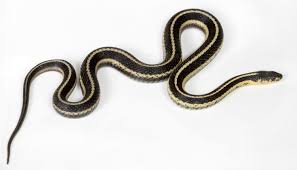 The underside or belly tends to be a pale yellow. Garter Snake Ribbon Snake Video Snaketracks Com