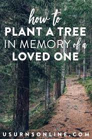 plant a tree in memory 5 easy