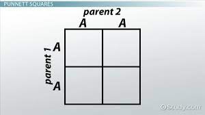 It can also be used to predict the most likely phenotype of how the trait will be expressed. Genetics And Punnett Squares Getting Traits From Parents Video Lesson Transcript Study Com
