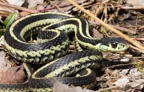 mountain garter snake