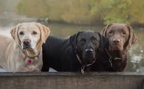 We already know that the vigor of youth is difficult to contain; Labrador Life Expectancy Through Color Chocolate Labs Are Less Healthy Than Black Or Yellow Labs Top Dog Tips