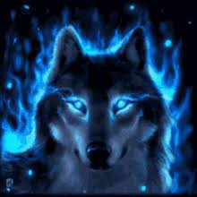 cool wolf gif cool wolf discover