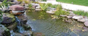 How To Prepare Your Garden Pond For Winter