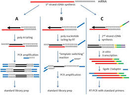 • cdna (noun) the noun cdna has 1 sense: Library Construction For Next Generation Sequencing Overviews And Challenges Biotechniques