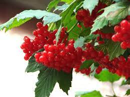 Ягоди калини червоні, що символізує безсмертя роду. Kartinki Po Zaprosu Grono Kalini Simvol Ukrayini Fruit Food