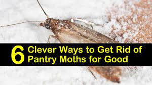 get rid of pantry moths