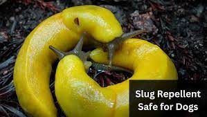 slug repellent safe for dogs pet