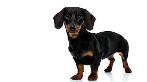 Things that make you go aww! Dachshund Miniature Smooth Haired Dog Breed Purina