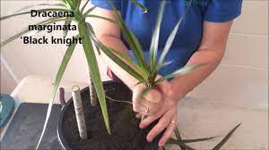 Dracaena marginata foliage grows atop long, bare stems called canes. How To Prune Propagate Your Draceana Plants Youtube