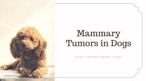 mammary tumors in dogs