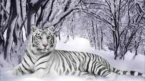 white tiger wallpapers 1920x1080 full